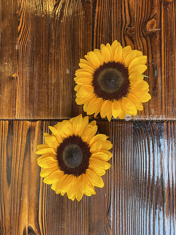 全画幅图像，两个向日葵的中心部分在两个正方形上，木制桌子推在一起，向日葵花头与黄色花瓣(Helianthus annuus)，盘状小花成熟成种子，木纹背景，抬高视图